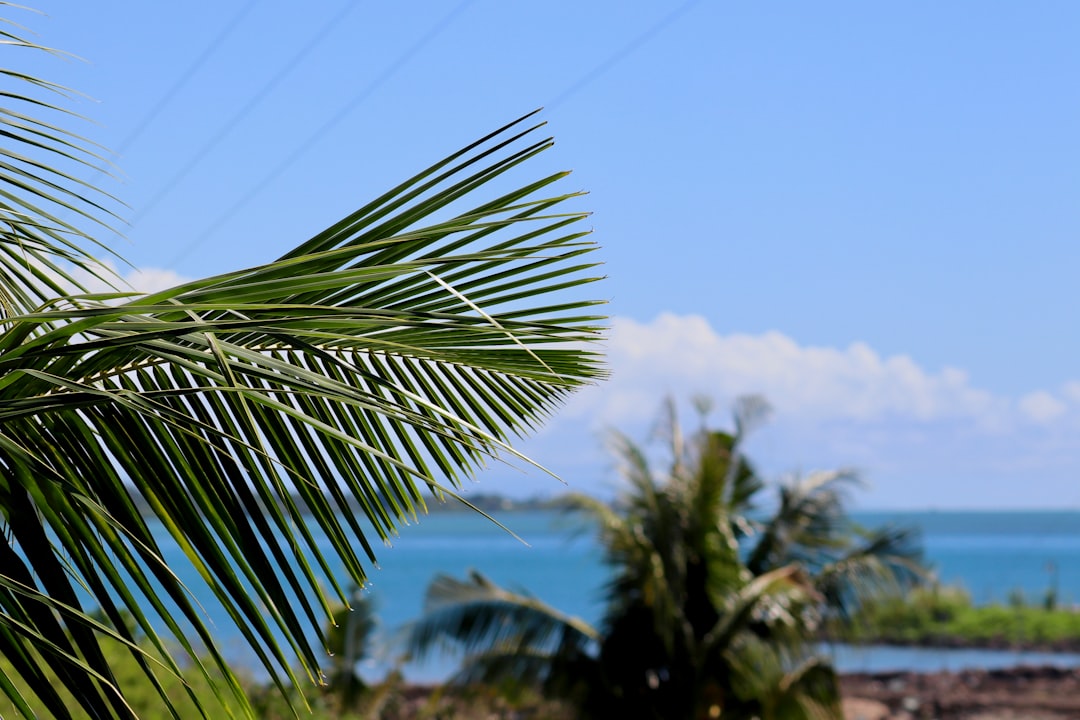 Apia Image