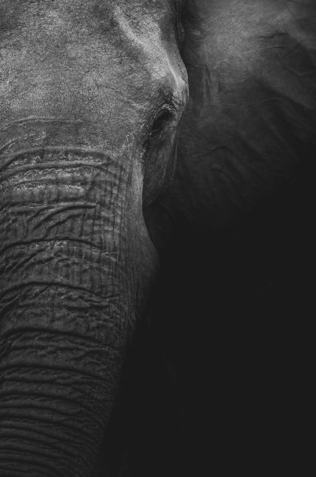 Elephant Island Image
