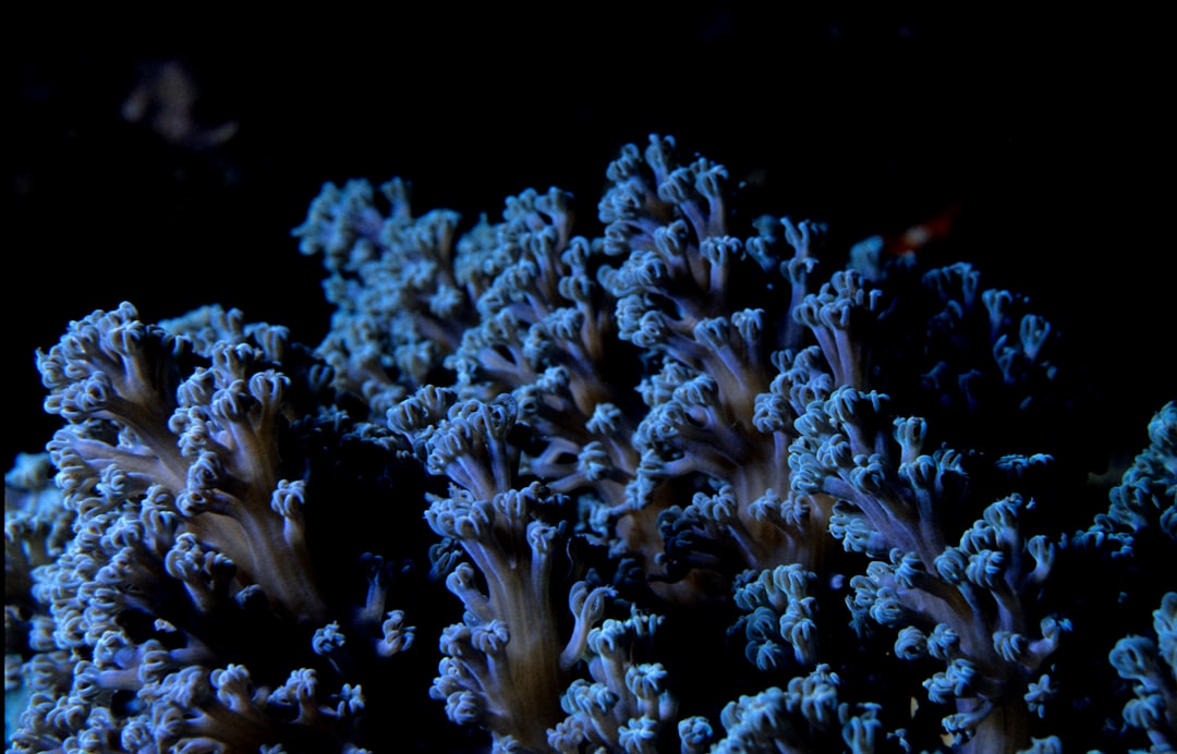 Helen Reef Image