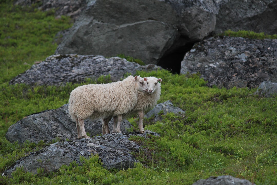 Isafjordur Image