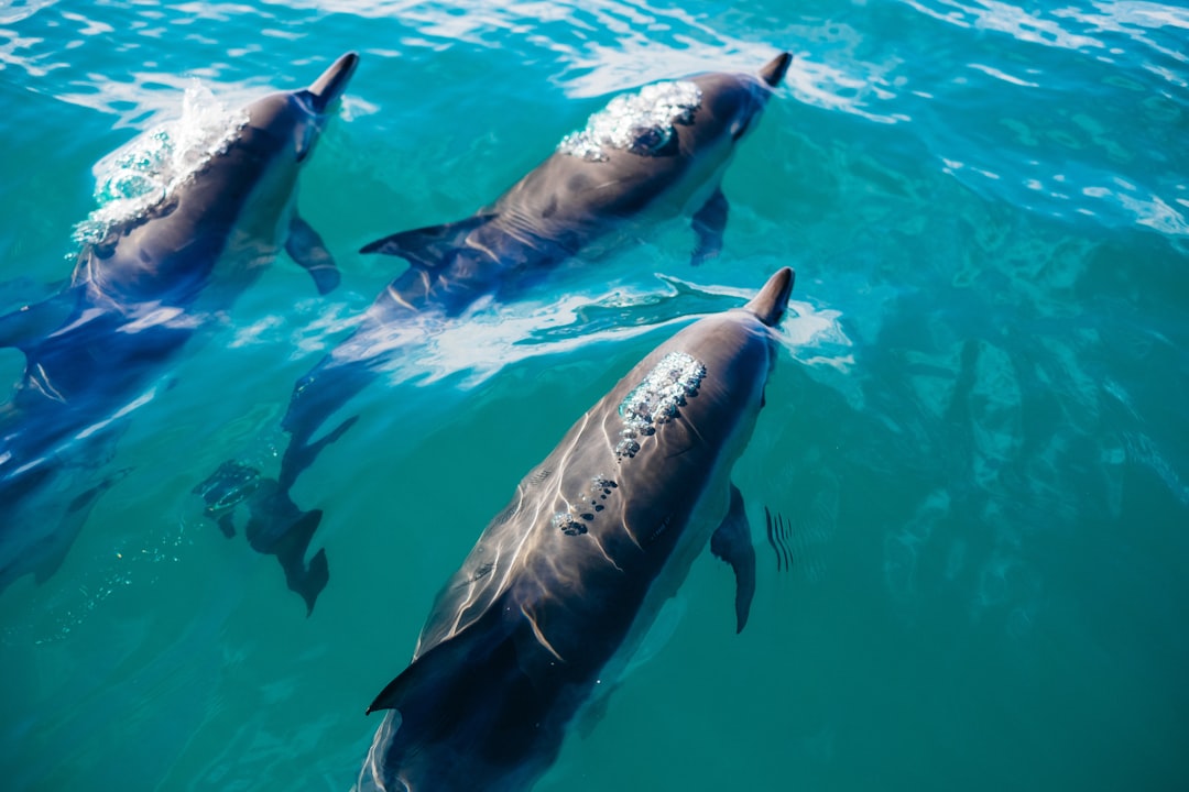Kaikoura Image