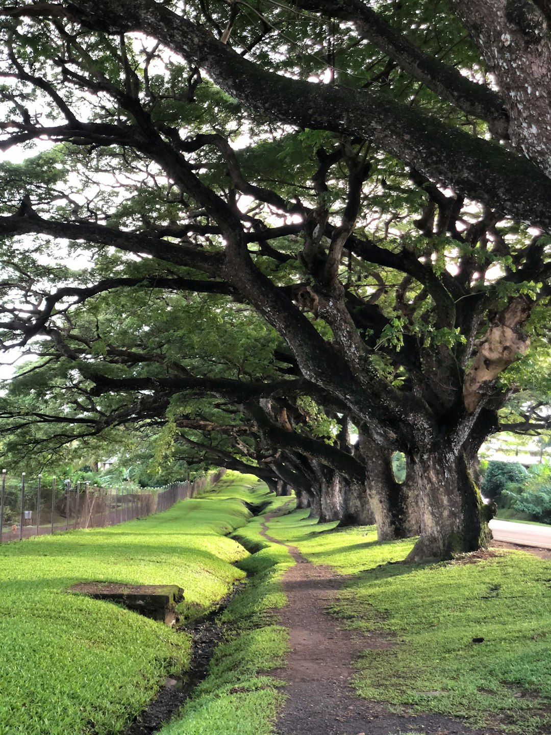 Lautoka Image