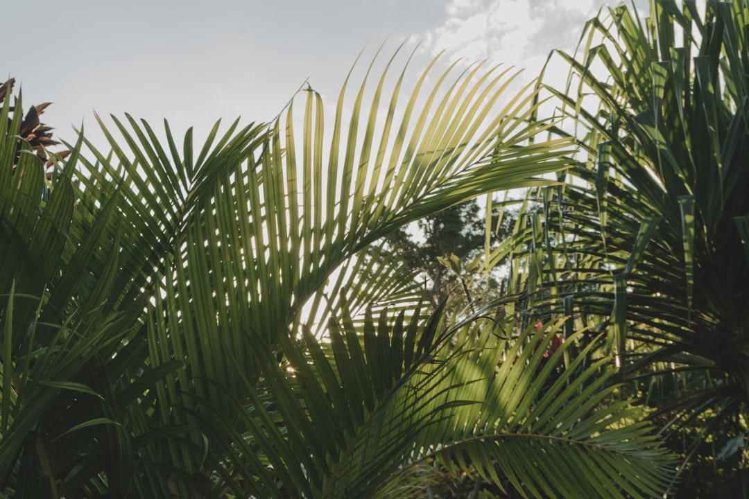 Luganville Image