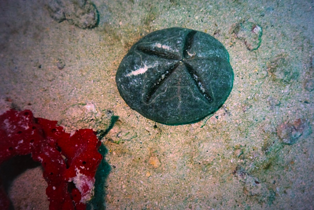 Mayreau Image
