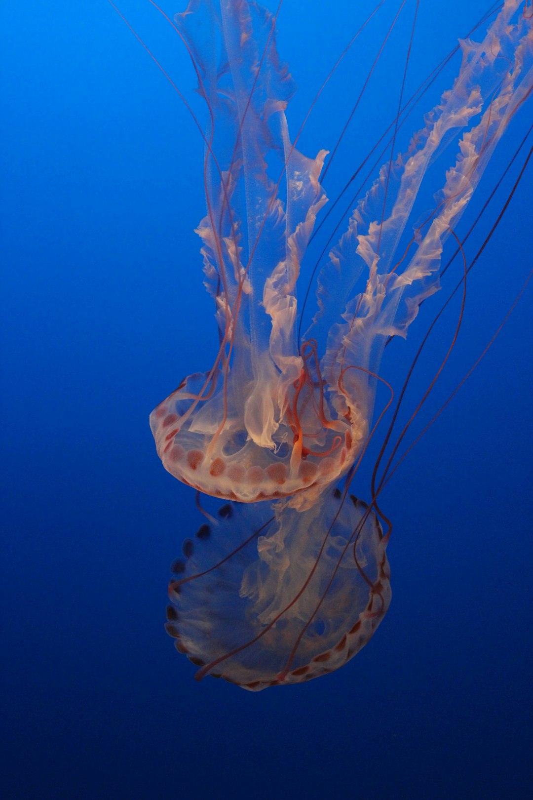 Monterey Image