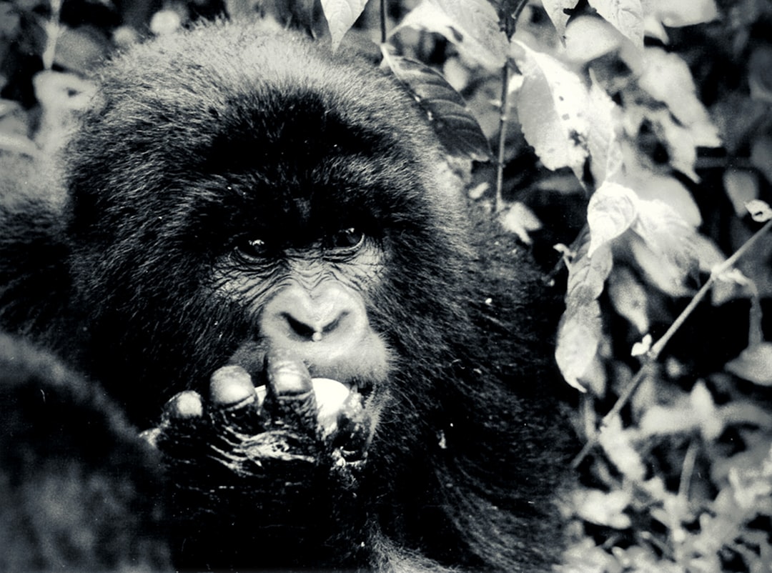 Pointe Noire Image