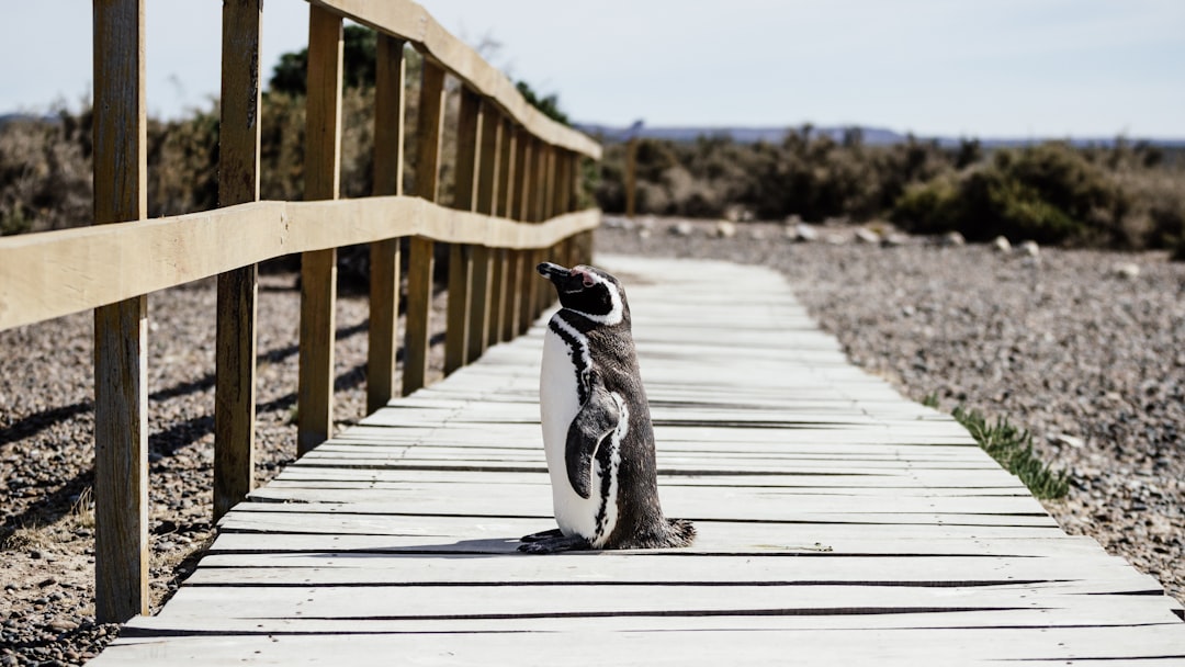 Puerto Madryn Image