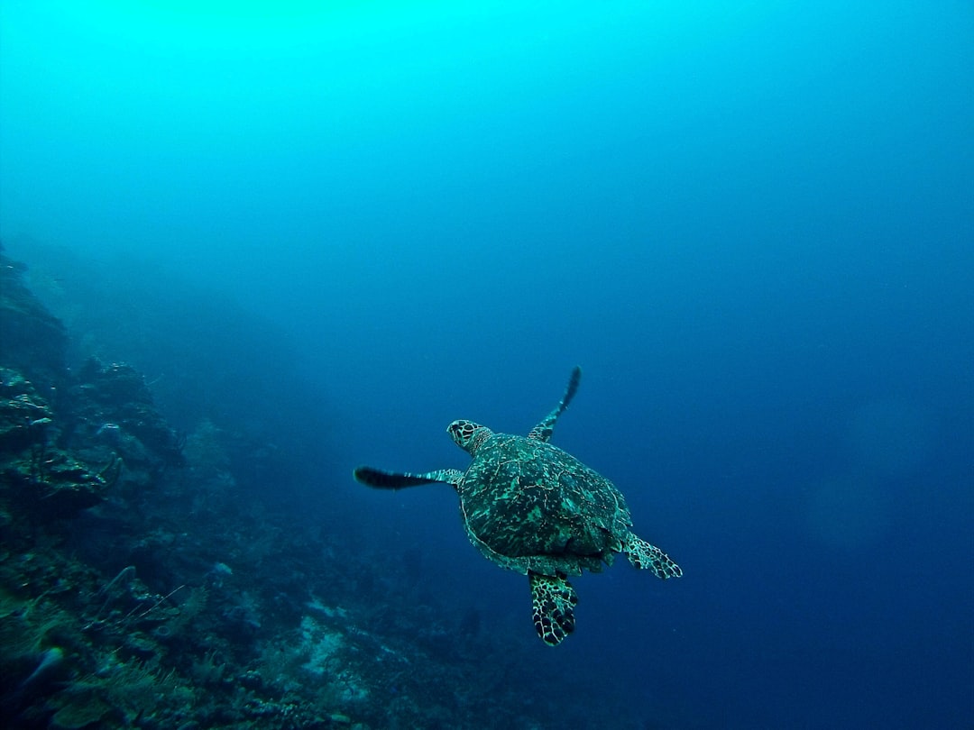 Roatan Image