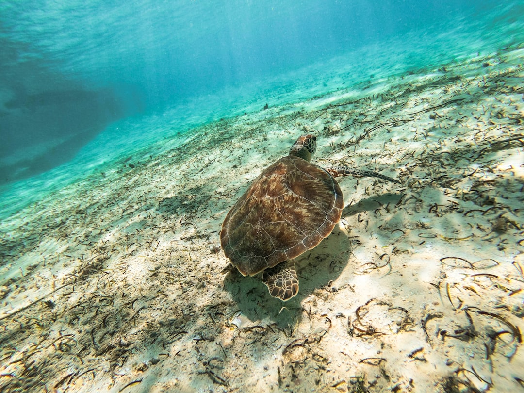 San Andres Image