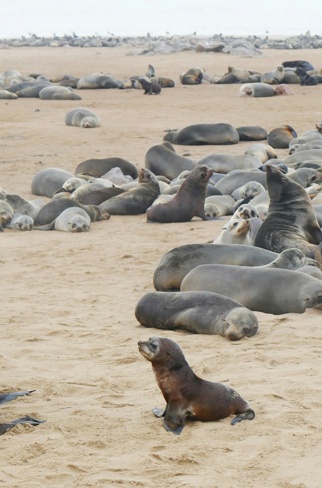 Walvis Bay Image